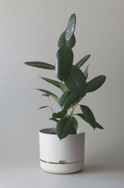 Let this White 30cm Self Watering Pot do the hard work for you from Mr Kitly x Decor. 