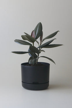 Let this Black 25cm Self Watering Pot do the hard work for you from Mr Kitly x Decor. 