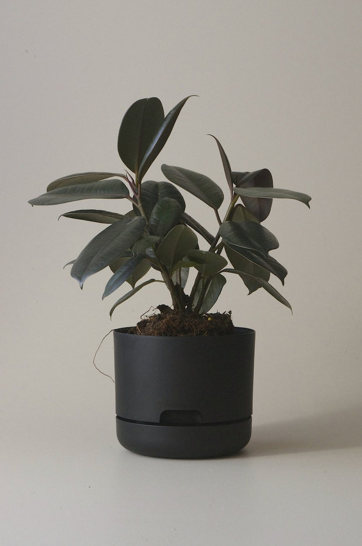 Let this Black 17cm Self Watering Pot do the hard work for you from Mr Kitly x Decor. 