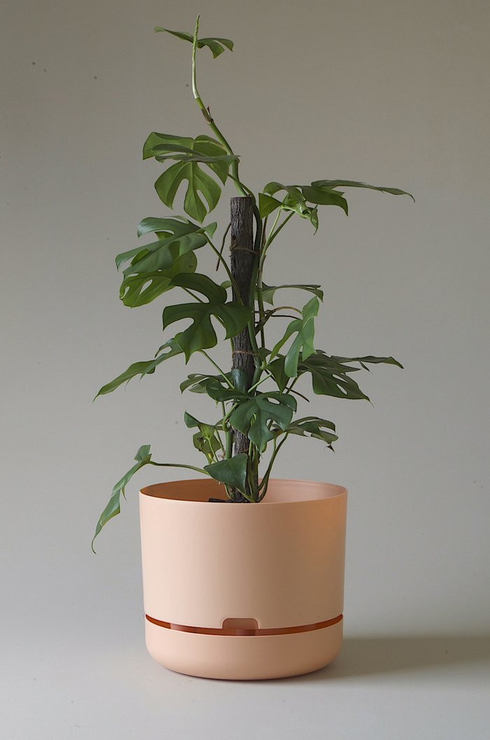 Let this Pale Apricot 30cm Self Watering Pot do the hard work for you from Mr Kitly x Decor.   Mr Kitly and Decor have collaborated to create the handiest pot planter ever! The pot plant is set up so that the plant inside is self watering so you don’t need to stress about remembering to water daily.